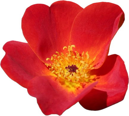 aubepine
